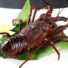 Spiny lobster Teppanyaki