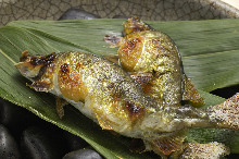 Salted and grilled sweetfish