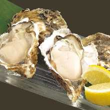 Oysters