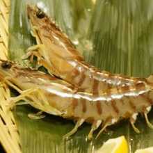 Salted and grilled Japanese tiger prawn