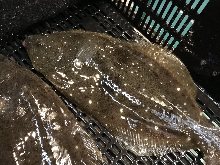 Live olive flounder sashimi