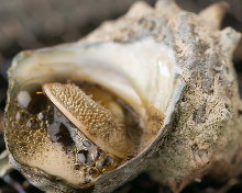 Grilled turban shell