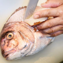 Madai(red seabream)