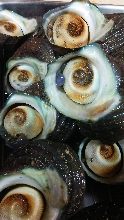 Grilled turban shell