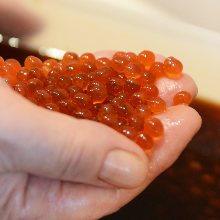 Salmon roe pickled in soy sauce