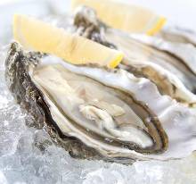 Oysters