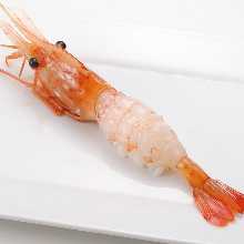 Botan Shrimp