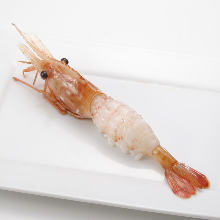 Botan shrimp