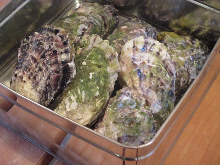 Oysters