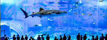 Okinawa Churaumi Aquarium