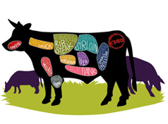 Graphic of cow and cuts of meat