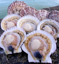 Grilled scallop with butter