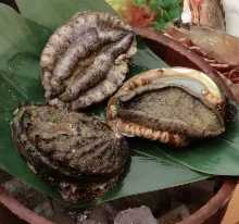 Abalone steak / grilled abalone