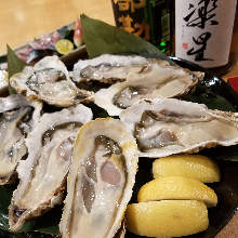 Oysters