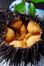 Raw sea urchin