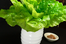 Sangchu (Korean stem lettuce)