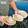 Butter-Sauteed Large Scallops Butter-Sauteed Large Scallops