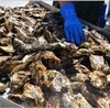 Original Specialty! Kan Kan Grilled Oysters Original Specialty! Kan Kan Grilled Oysters