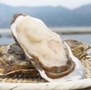 [Limited Time Offer] Oysters Ogatsu Town/Dream Oysters (over 280 g)