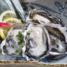 Oysters