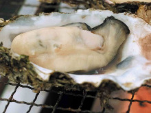 Grilled oysters