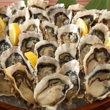 Oysters