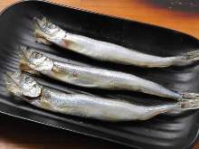 Grilled shishamo smelt