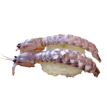 Shako(mantis shrimp)