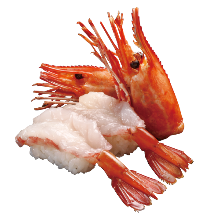 Botan shrimp