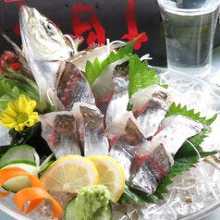 Live horse mackerel (sashimi prepared alive or grilled) Live horse mackerel (sashimi prepared alive or grilled)
