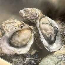 Shelled steamed oysters in a can