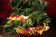 季節野菜の盛り合わせ