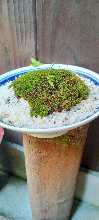 苔の盆栽