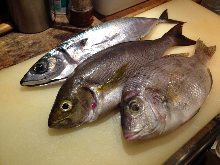 魚のグリル 魚のグリル