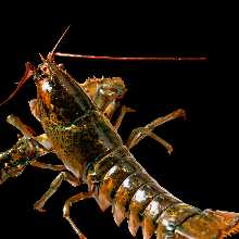 活けオマール海老　１尾