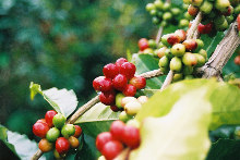 コナブレンド コナブレンド