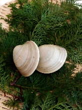 千葉県産直　白ハマグリ　蛤の浜焼き