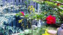 The daytime scenery of the courtyard garden on a winter day