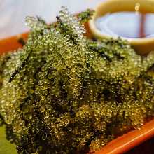 우미부도(바다포도)