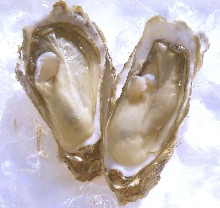 생 굴 회