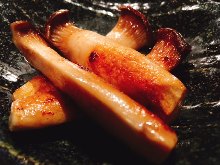 새송이버섯 새송이버섯