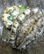 鲍鱼（生鱼片）