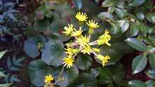 11月到2月，石蕗花盛开