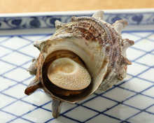 烤带壳角蝾螺