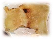 黄貂鱼翅 黄貂鱼翅