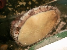 鲍鱼排、烤鲍鱼 鲍鱼排、烤鲍鱼