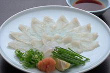 河豚生鱼片 河豚生鱼片