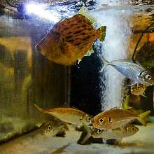 活竹莢魚壽司