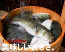 12,000日圓套餐 (9道菜) 12,000日圓套餐 (9道菜)