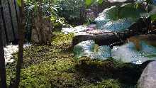 The scenery of a courtyard garden during summer daytime